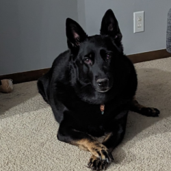 Entry #10 - Lacey