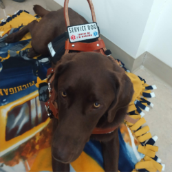 Entry #1 - Ron "The Service Dog"