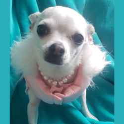 Entry #6 - Sadie